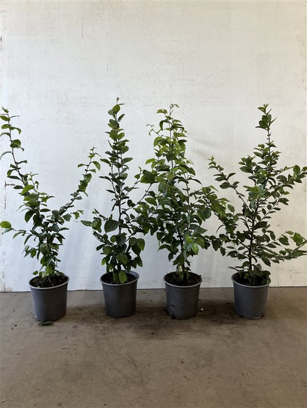 Carpinus betulus - C2.5 40-60 CM